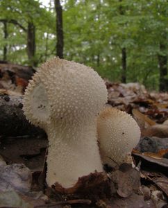 Pýchavka obecná - Lycoperdon perlatum Pers. 1796