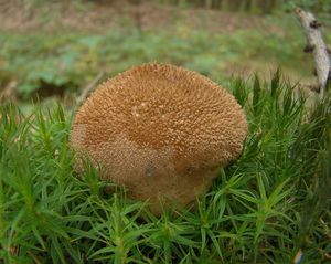 Pýchavka huňatá - Lycoperdon umbrinum Pers. 1801