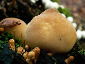 Pýchavka hruškovitá - Lycoperdon pyriforme