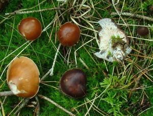 Penízovka máslová - Rhodocollybia butyracea (Bull.) Lennox