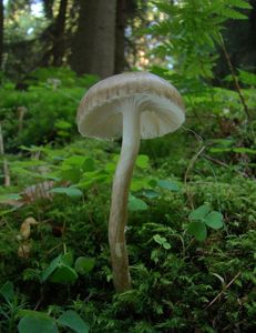 Šťavnatka olivově bílá - Hygrophorus olivaceoalbus (Fr.) Fr. 1838