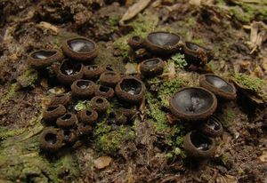 Ušíčko černé - Pseudoplectania nigrella (Pers.) Fuckel 1870