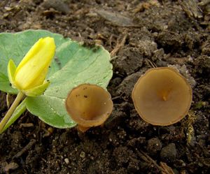 Hlízenka hlíznatá - Sclerotinia sclerotiorum (Lib.) de Bary