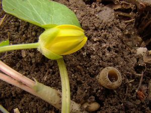 Hlízenka hlíznatá - Sclerotinia sclerotiorum (Lib.) de Bary