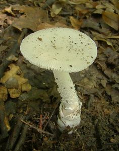 Muchomůrka pošvatá bílá - Amanita vaginata var. alba Gillet