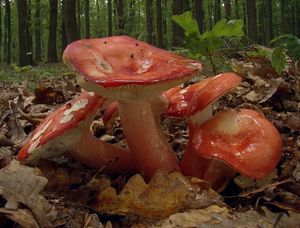 Holubinka sličná - Russula rosea Pers.