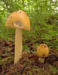 Muchomůrka šafránová - Amanita crocea