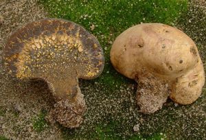 Měcháč písečný - Pisolithus arhizos (Scop.) Rauschert