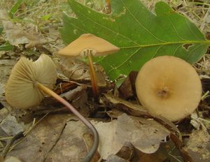 Špička rohonohá - Marasmius cohaerens (Pers.) Cooke & Quél.