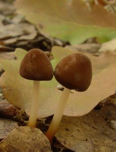 Špička rohonohá - Marasmius cohaerens (Pers.) Cooke & Quél.