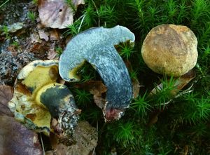 Hřib modračka - Boletus pulverulentus Opat.