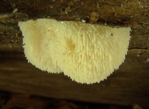 Korálovec ježatý - Hericium erinaceus