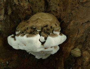 Lesklokorka ploská - Ganoderma applanatum