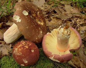 Holubinka olivová - Russula olivacea