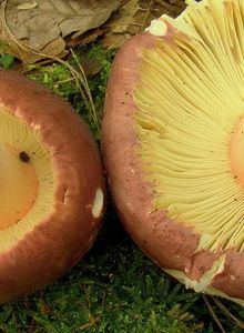 Holubinka olivová - Russula olivacea