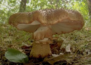 Muchomůrka růžovka - Amanita rubescens Pers. 1797