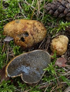 Kořenovec žlutavý - Rhizopogon obtextus (Spreng.) R. Rauschert 1984