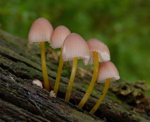 Helmovka žlutonohá - Mycena renati Quél. 1886