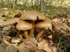 Pavučinec šupinonohý - Cortinarius pholideus (Lilj.) Fr. 1838