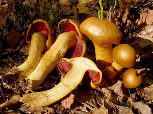 Pavučinec polokrvavý - Cortinarius semisanguineus (Fr.) Gillet 1876