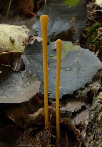 Kyj rourkovitý - Macrotyphula fistulosa ( Fr. ) R. H. Petersen