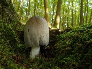 Hnojník význačný - Coprinopsis insignis (Peck) Redhead, Vilgalys & Moncalvo 2001