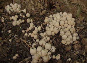 Hnojník Strossmayerův - Coprinopsis strossmayeri (Schulzer) Readhaed, Vilgalys et Monclavo