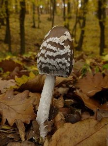 Hnojník strakatý - Coprinopsis picacea (Bull.) Redhead, Vilgalys & Moncalvo  in Redhead, Vilgalys, Moncalvo, Johnson &amp; Hopple 2001