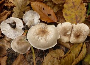 Čirůvka šedožemlová - Tricholoma scalpturatum (Fr.) Quél. 1872