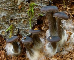 Strmělka číškovitá - Pseudoclitocybe cyathiformis (Bull.) Singer 1956