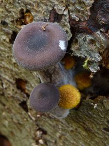 Strmělka číškovitá - Pseudoclitocybe cyathiformis (Bull.) Singer 1956