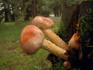 Šupinovka kozincová - Pholiota astragalina (Fr.) Singer 1951