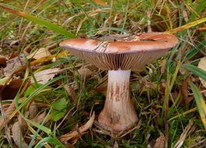 Pavučinec hnědoolivový - Cortinarius rufo-olivaceus (Pers.) Fr. 1838