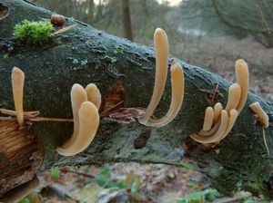 Kyj zkroucený - Macrotyphula contorta (Holmsk.) Rauschert