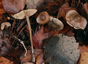 Penízovka páchnoucí - Tephrocybe rancida (Fr.) Donk 1962