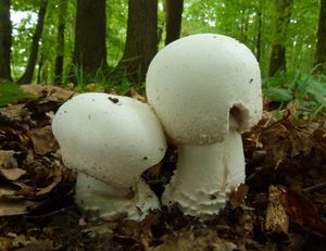 Pečárka šupinkatá - Agaricus squamuliferus (F. H. Møller) Pilát