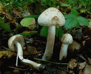 Vláknice Bongardova - Inocybe bongardii (Weinm.) Quél. 1872