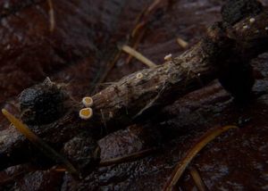 Brvenka Hahnova - Lachnellula occidentalis ( Hahn & Ayers)  Dha