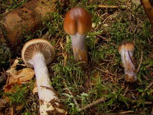 Pavučinec modroslizký - Cortinarius stillatitius Fr. [C. i