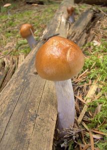 Pavučinec modroslizký - Cortinarius stillatitius Fr. [C. i