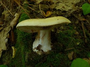 Pavučinec lepobarvý - Cortinarius callochrous (Pers.) Gray 1821