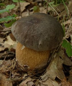 Hřib bronzový - Boletus aereus  Bull. 1789