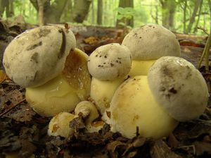 Hřib medotrpký - Caloboletus radicans (Pers.) Vizzini 2014