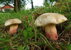 Hřib Fechtnerův - Butyriboletus fechtneri (Velen.) D. Arora & J.L. Frank 2014