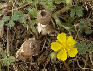 Hvězdovka pastvinná - Geastrum schmidelii