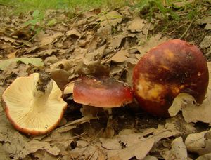 Holubinka černonachová - Russula atropurpurea (Krombh.) Britzelm. 1893