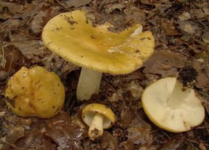 Holubinka hlínožlutá - Russula ochroleuca Fr. 1838