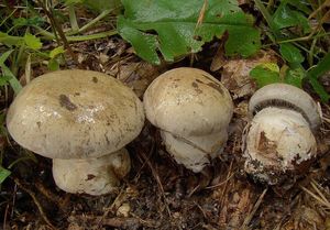 Pavučinec nevlídný - Cortinarius torvus (Fr.) Fr.