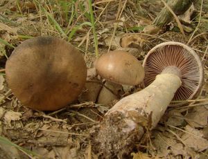 Pavučinec nevlídný - Cortinarius (Telamonia) torvus (Fr.) Fr.