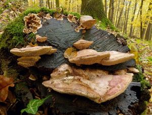 Síťkovec dubový - Daedalea quercina  (L.) Pers. 1801